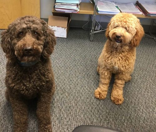 Dogs Visiting the Office